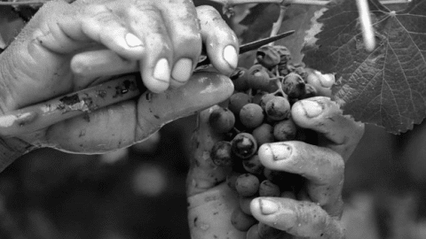 Hand cut grapes
